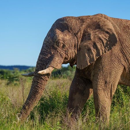 Sediba Luxury Safari Lodge Rezervaţia de vânat Welgevonden Exterior foto
