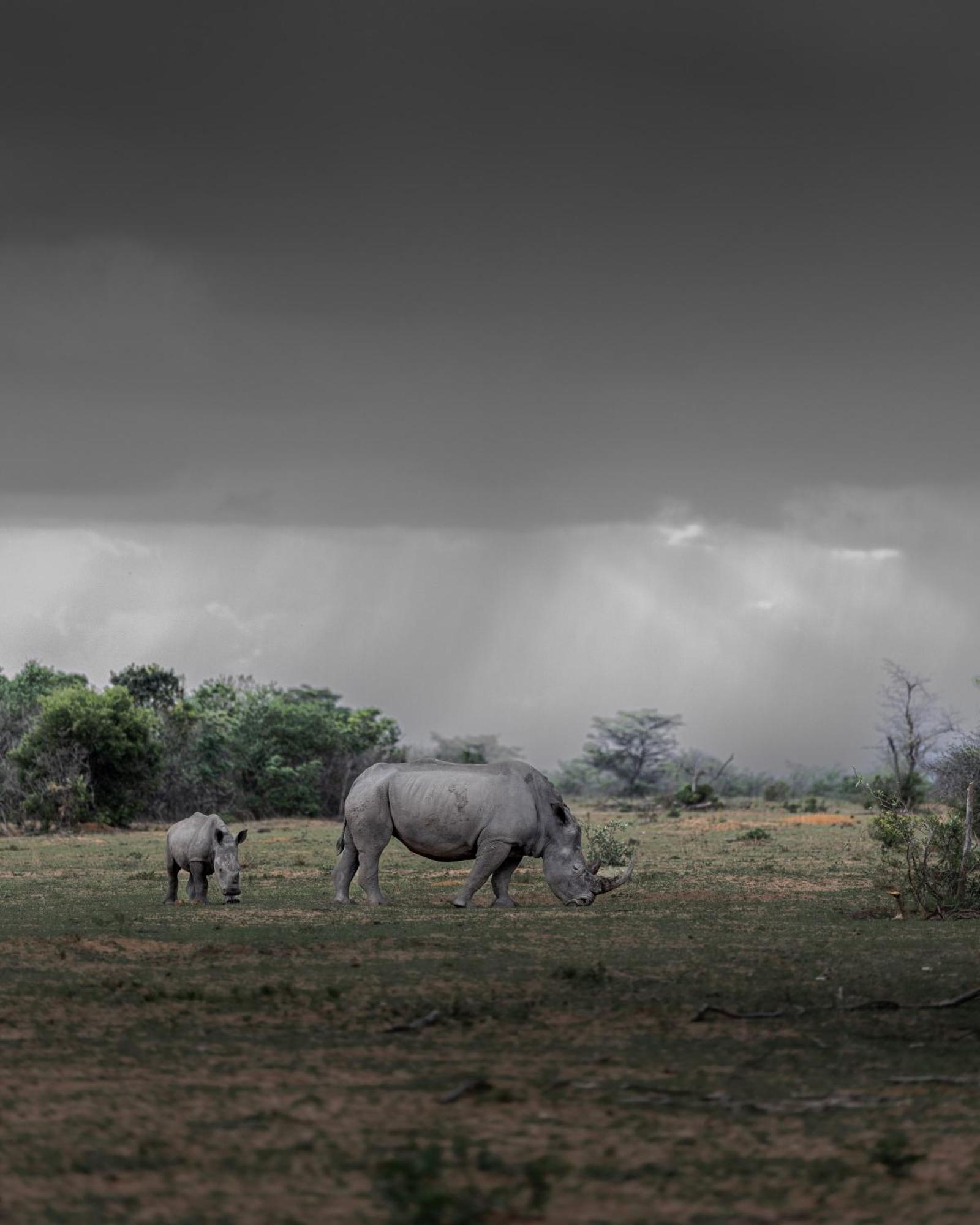Sediba Luxury Safari Lodge Rezervaţia de vânat Welgevonden Exterior foto