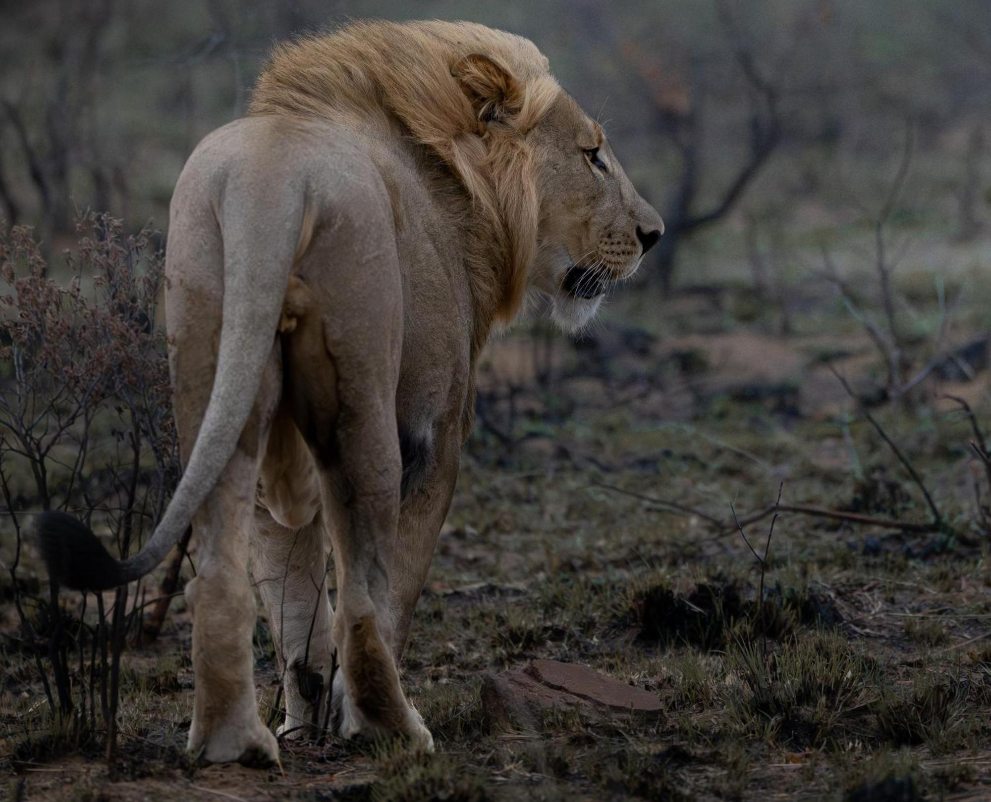 Sediba Luxury Safari Lodge Rezervaţia de vânat Welgevonden Exterior foto