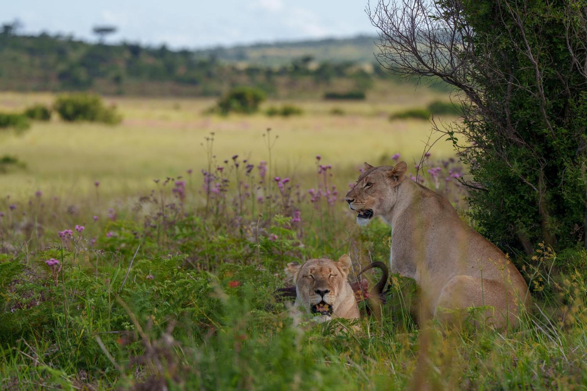 Sediba Luxury Safari Lodge Rezervaţia de vânat Welgevonden Exterior foto