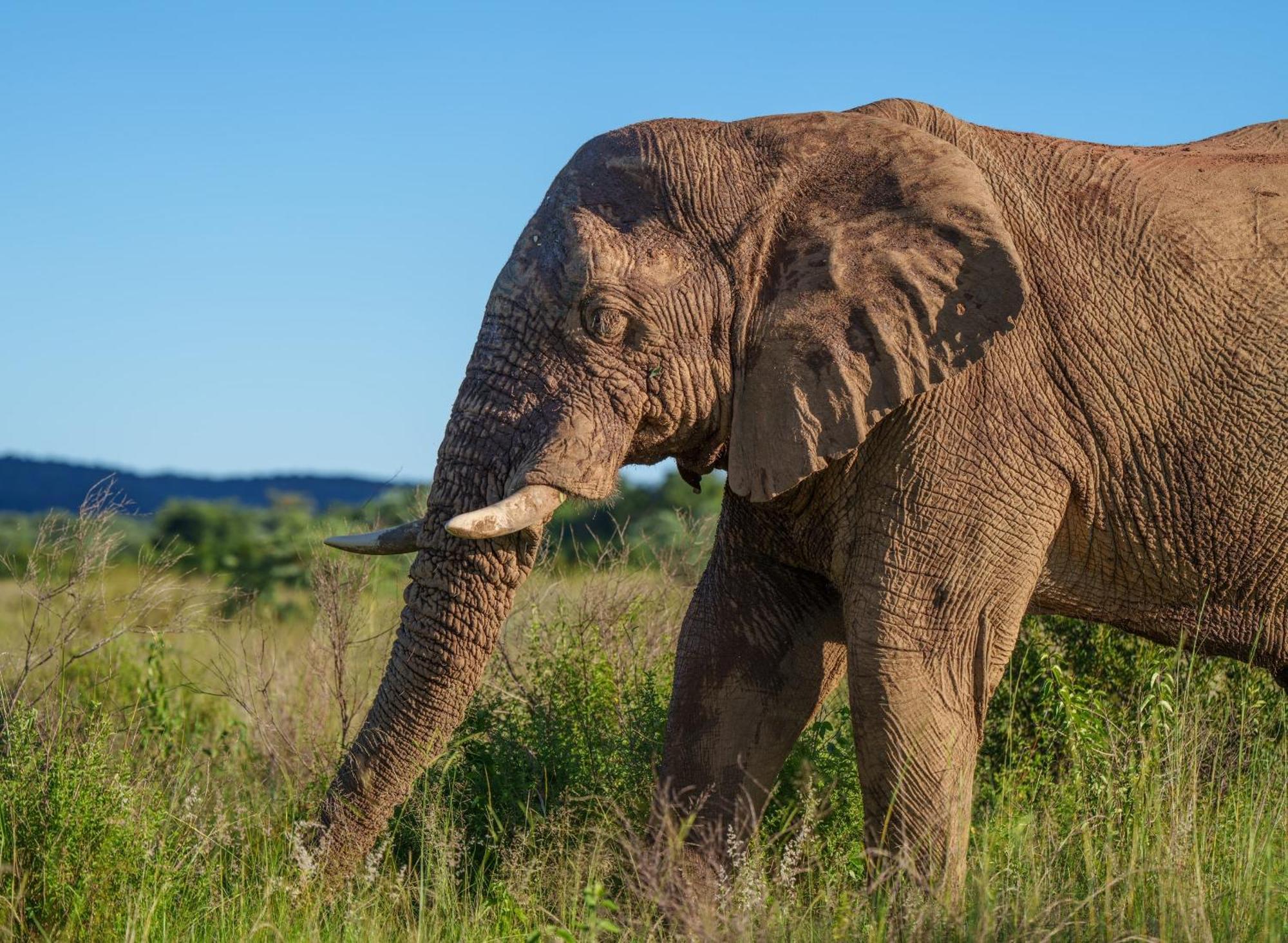 Sediba Luxury Safari Lodge Rezervaţia de vânat Welgevonden Exterior foto