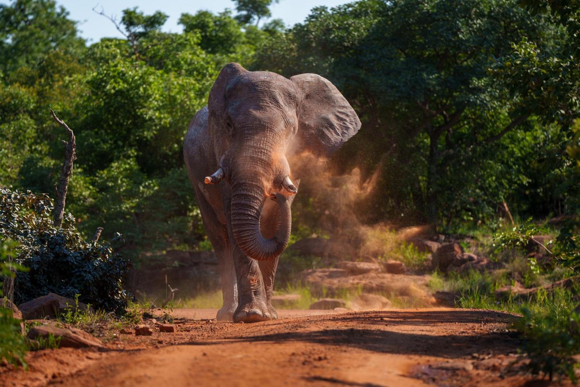 Sediba Luxury Safari Lodge Rezervaţia de vânat Welgevonden Exterior foto